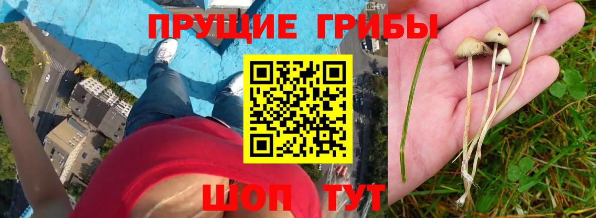 Карпинск  Галлюциногенные грибы ЛСД  Вход с VPN 